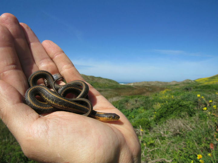 Aquatic Intergrade Garter Snake